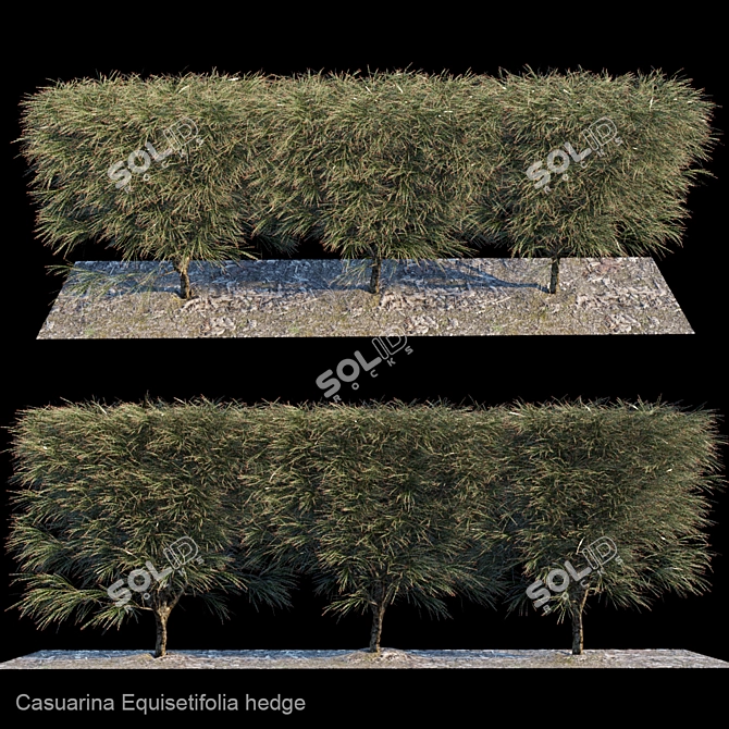 Tropical Casuarina Hedge 3D model image 1