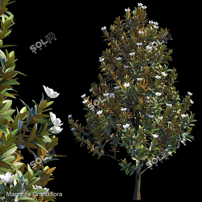 Elegant Magnolia Grandiflora 3D model image 1