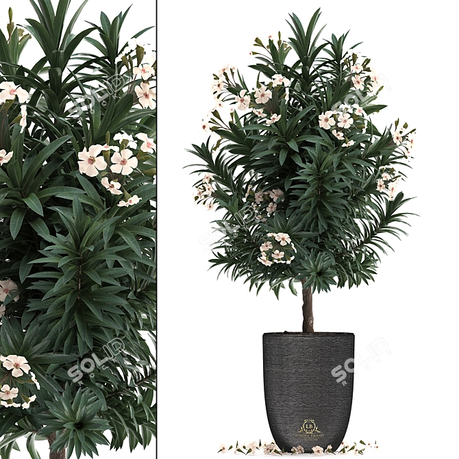 Exotic Nerium Oleander Tree - Plant Collection 271 3D model image 1