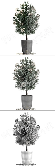 Exotic Nerium Oleander Tree - Plant Collection 271 3D model image 3