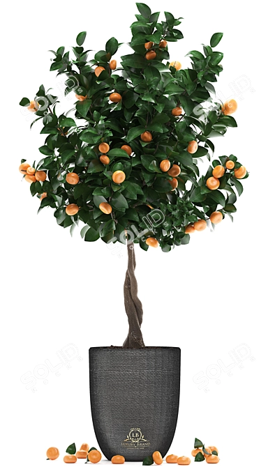 Citrus Mandarin: Decorative Fruit Tree 3D model image 2