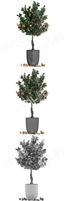 Citrus Mandarin: Decorative Fruit Tree 3D model image 3