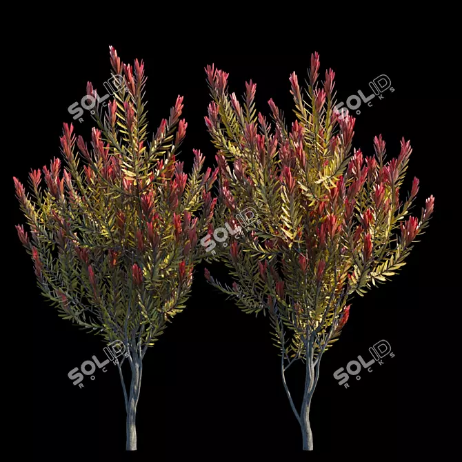 Elegant Leucadendron Tree 3D model image 1