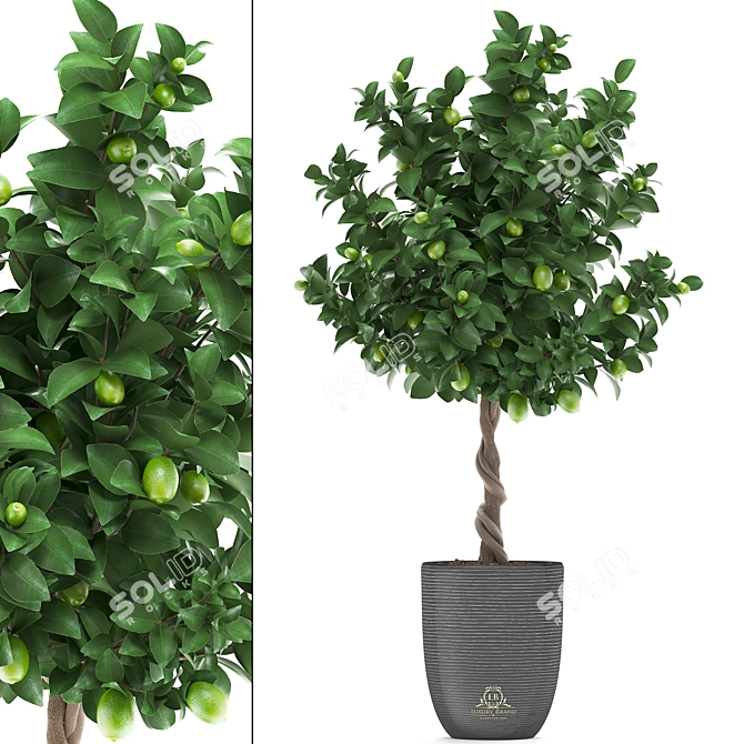 Citrus Lime Tree - Decorative Plant Collection 3D model image 1