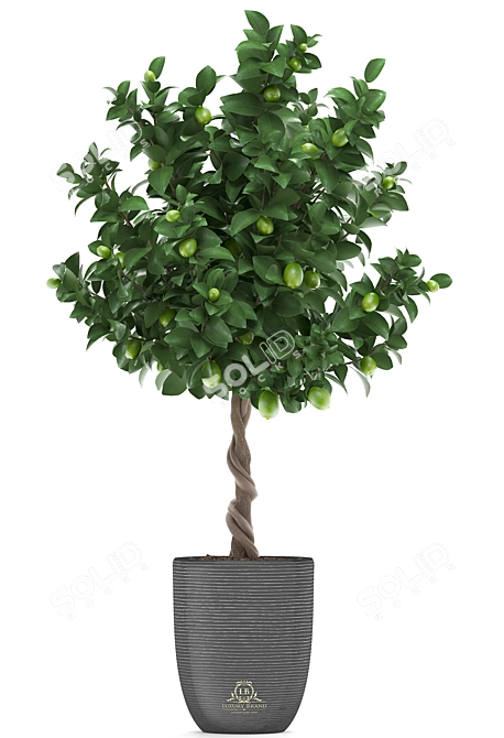 Citrus Lime Tree - Decorative Plant Collection 3D model image 2