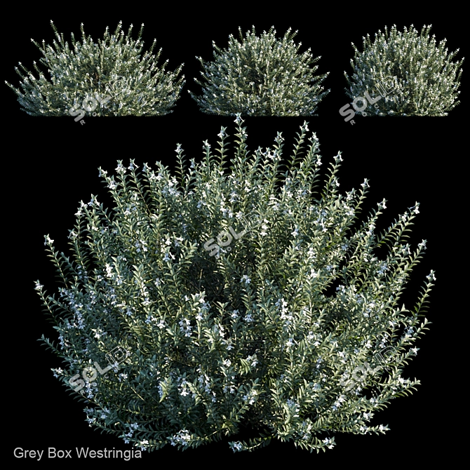 Gray Box Westringia: Hardy and Compact Shrub 3D model image 1