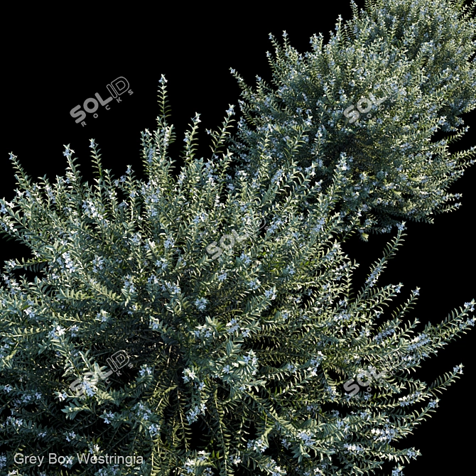 Gray Box Westringia: Hardy and Compact Shrub 3D model image 2