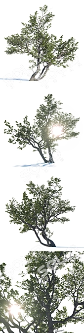 Realistic Deciduous Tree: High-quality 3D Model 3D model image 2