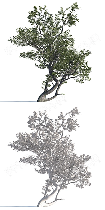 Realistic Deciduous Tree: High-quality 3D Model 3D model image 3