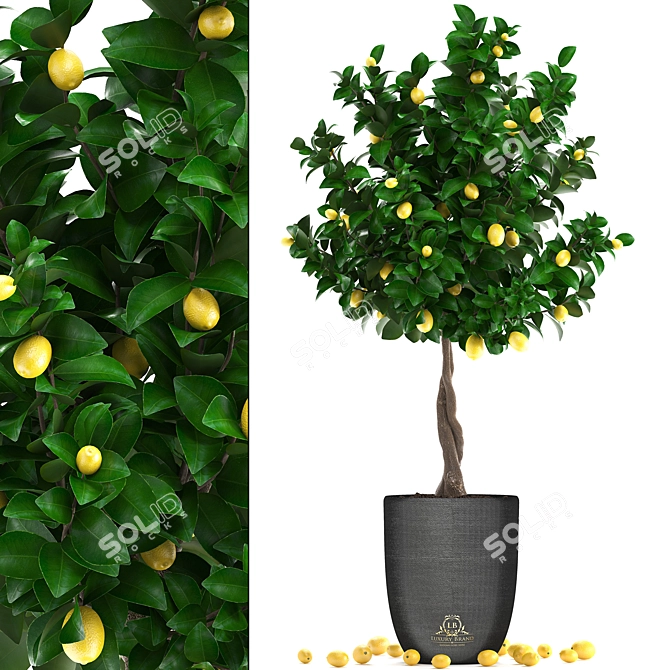 Citrus Lemon Tree, Potted Fruit Plant 3D model image 1