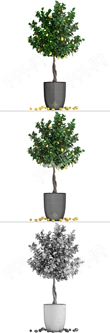 Citrus Lemon Tree, Potted Fruit Plant 3D model image 3