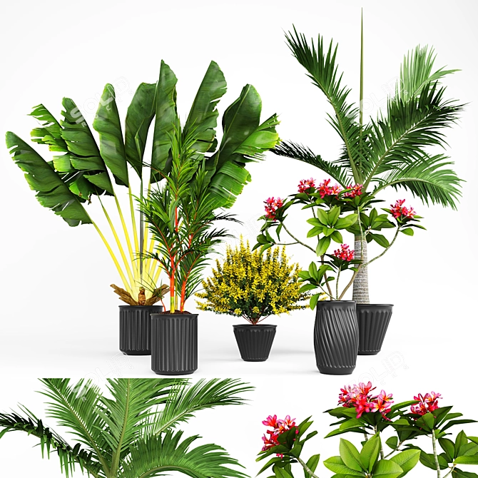 Tropical Plant Collection: V-Ray Models 3D model image 1