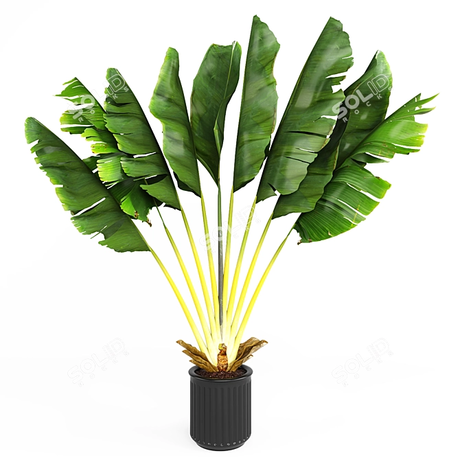 Tropical Plant Collection: V-Ray Models 3D model image 3