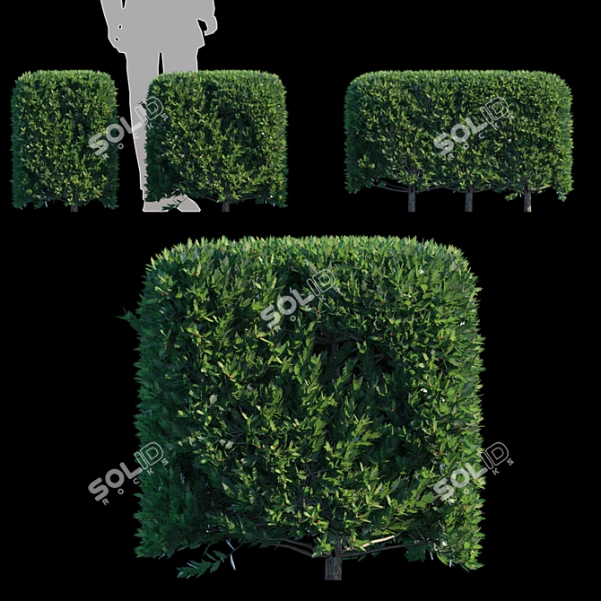 Dragon Lady Hedge | Ilex x aquipernyi 3D model image 1