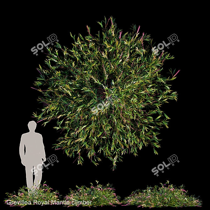 Royal Mantle Climber: Vibrant Grevillea 3D model image 1