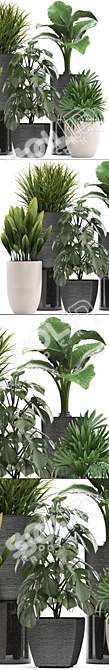 Exotic Plant Collection: Monstera, Alocasia, Rhapis Excelsa 3D model image 2