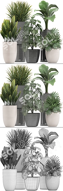 Exotic Plant Collection: Monstera, Alocasia, Rhapis Excelsa 3D model image 3