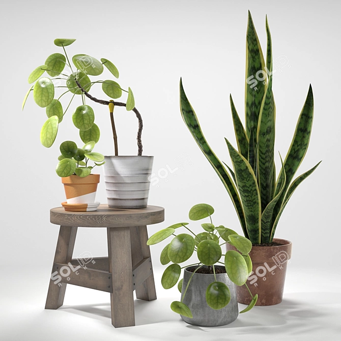 Green Delight: Pilea & Sansevieria Set 3D model image 1