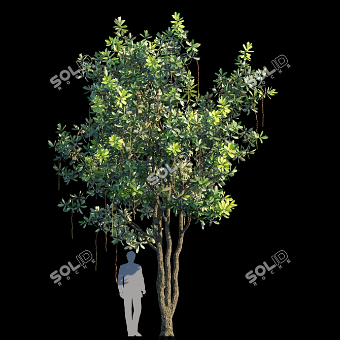 Barringtonia Acutangula Var 1: Exotic Foliage Delight 3D model image 1