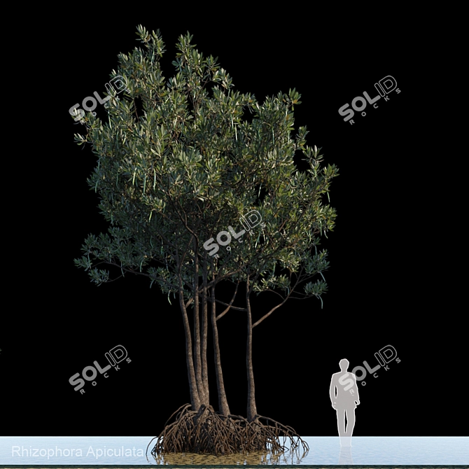 Rhizophora Apiculata_var2: Exceptional Mangrove Plant 3D model image 1