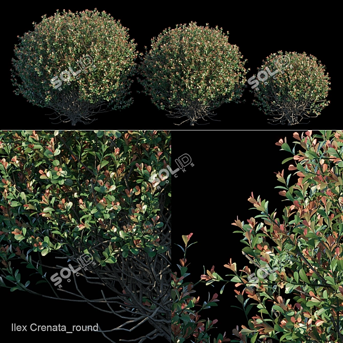 Evergreen Ilex Crenata Bush 3D model image 1