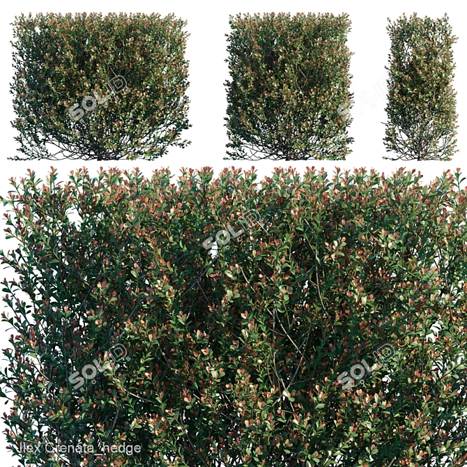 Ilex Crenata Hedge: Green Privacy Solution 3D model image 1