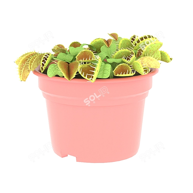 Dionaea Houseplant: Captivating Carnivorous Beauty 3D model image 1