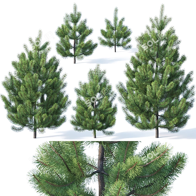 Optimized Young Pine Trees 3D model image 1