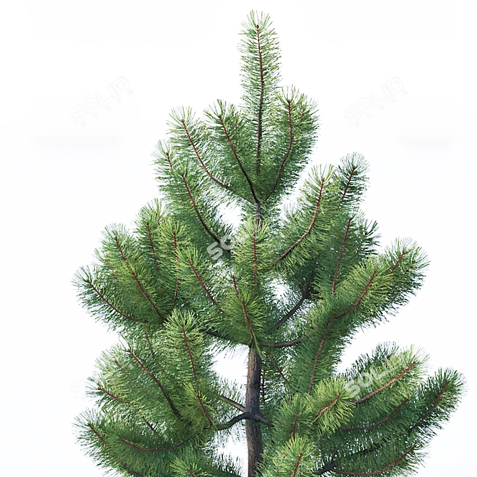 Optimized Young Pine Trees 3D model image 3