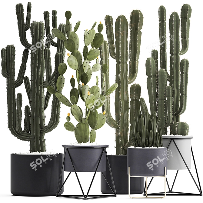 Exotic Cactus Collection: 7 Unique Varieties 3D model image 1