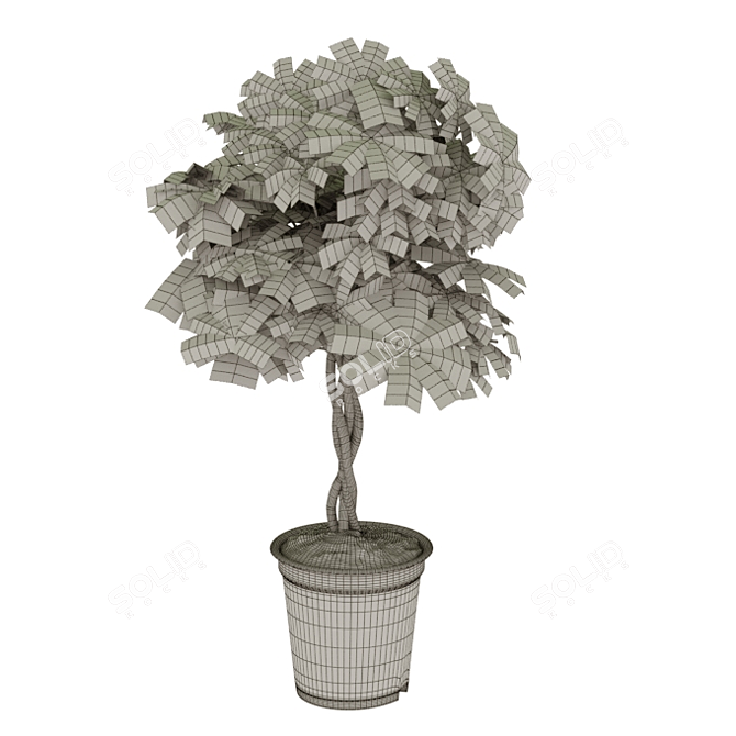 Tropical Greenery: 70cm Schefflera 3D model image 2