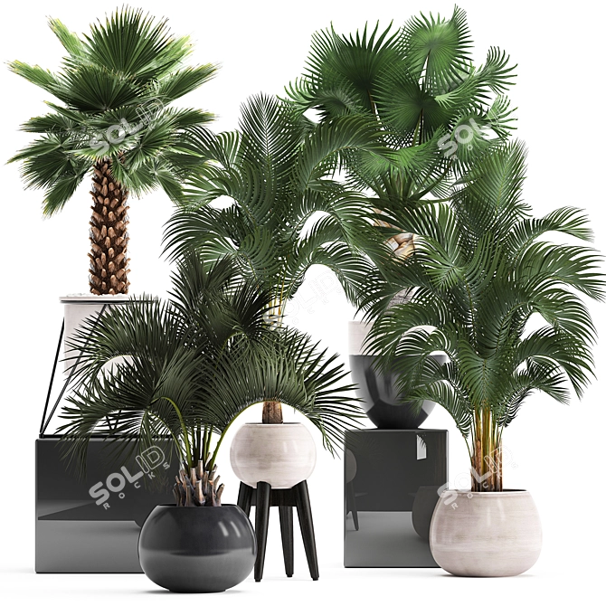 Exotic Palm Collection. Indoor Bliss. 3D model image 1