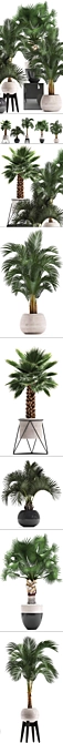 Exotic Palm Collection. Indoor Bliss. 3D model image 2