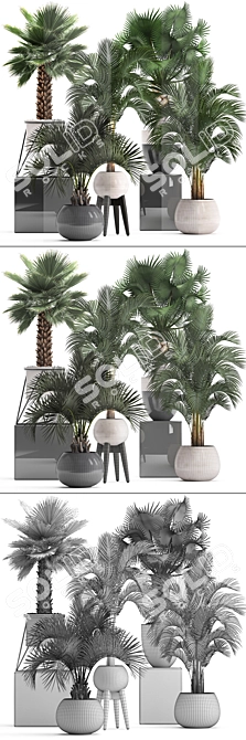 Exotic Palm Collection. Indoor Bliss. 3D model image 3