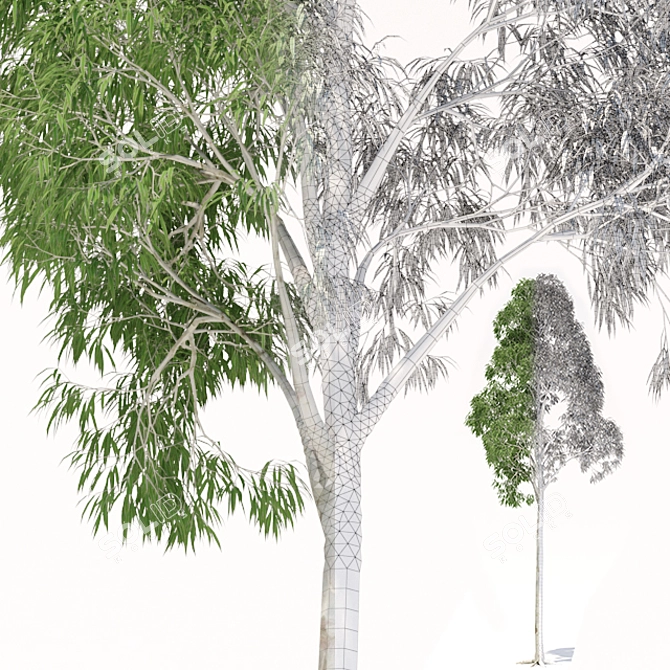 Elevated Eucalyptus: Exquisite 3D Model 3D model image 2