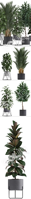 Exotic Indoor Plants: Schefflera, Oleander, Howea, Kentia, Monstera 3D model image 2
