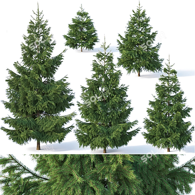  Majestic Fir Trees | 6 Sizes | Detailed & Versatile 3D model image 1