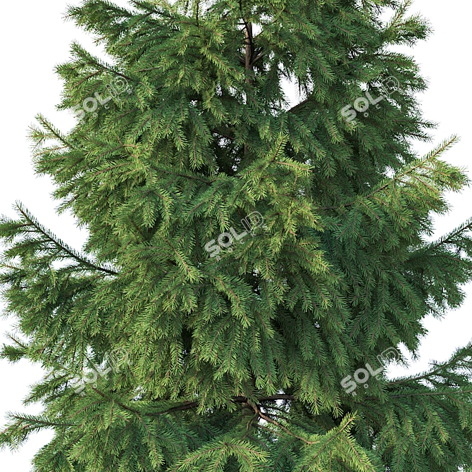  Majestic Fir Trees | 6 Sizes | Detailed & Versatile 3D model image 2