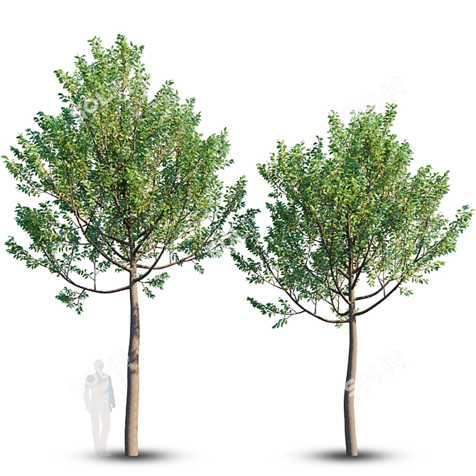 Urban Oasis: Street Tree Set 3D model image 1