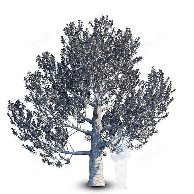 Magnolia Grandiflora: Mature Beauty 3D model image 2