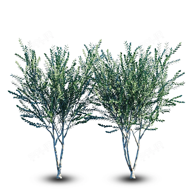 Evergreen Chinese Elm Tree 3D model image 1