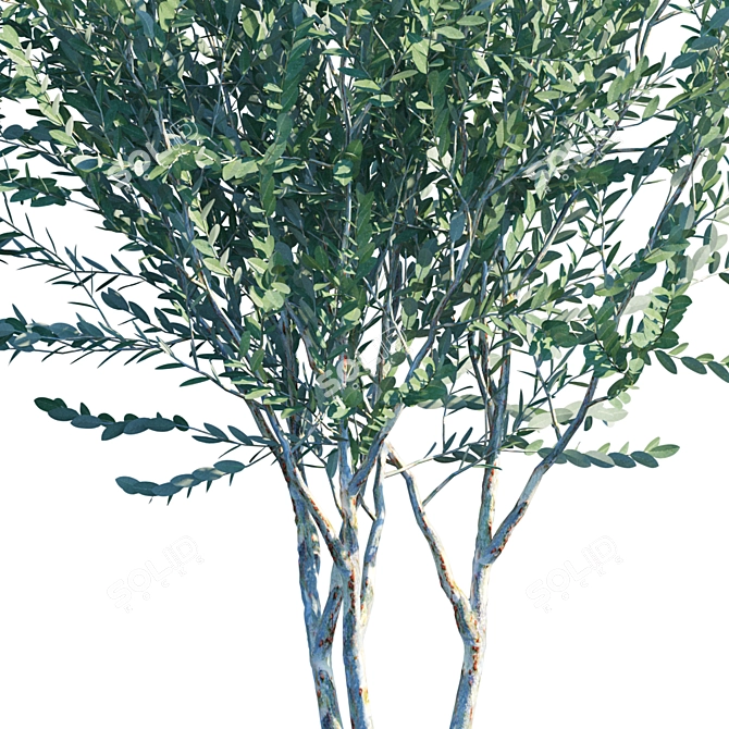 Evergreen Chinese Elm Tree 3D model image 2