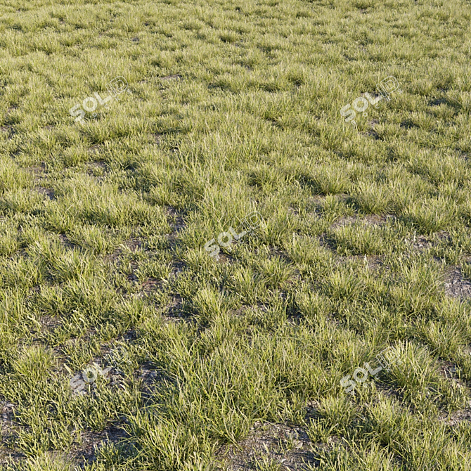 Natural Wild Grass Set 3D model image 1