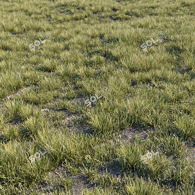 Natural Wild Grass Set 3D model image 2