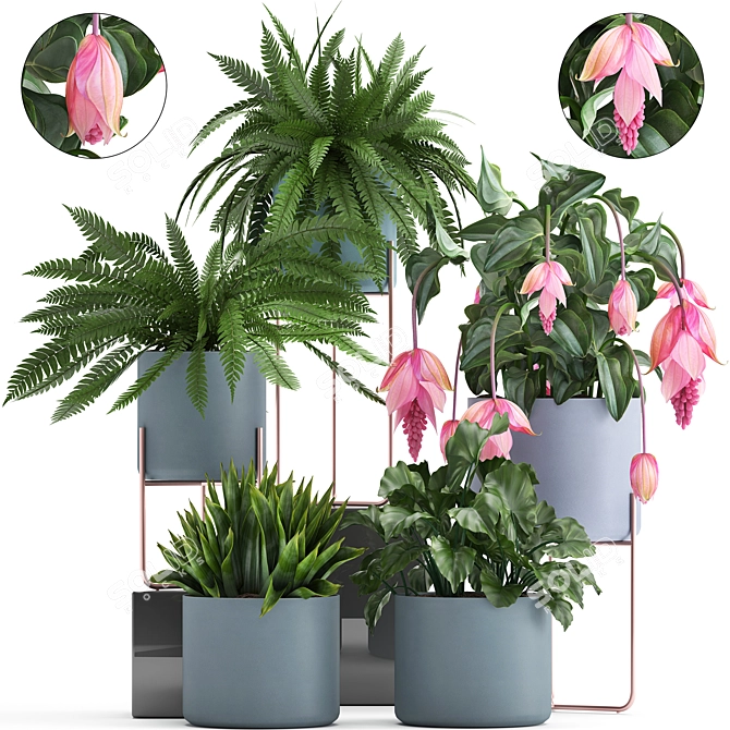 Exotic Indoor Plant Collection 3D model image 1