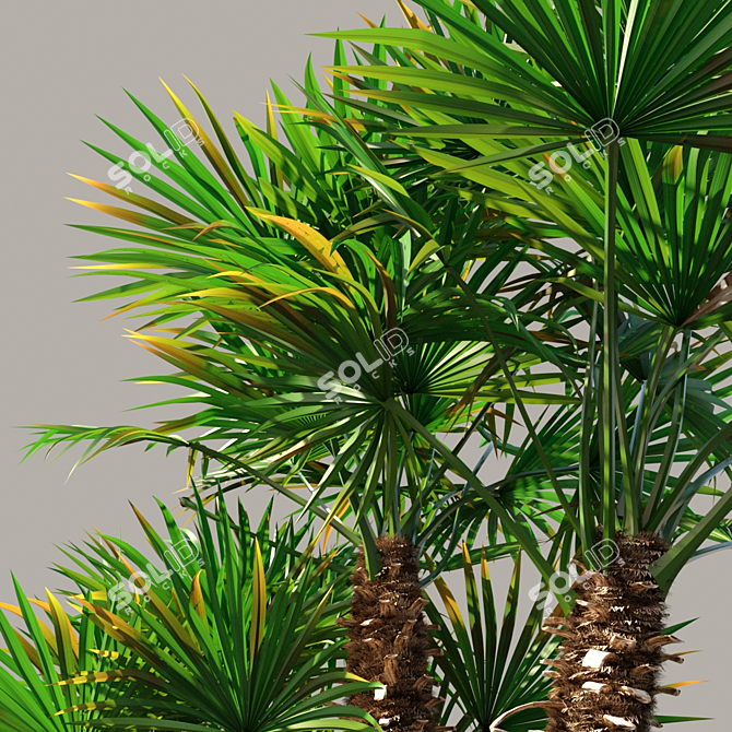 Mediterranean Beauty: 1.6m Chamaerops 3D model image 2