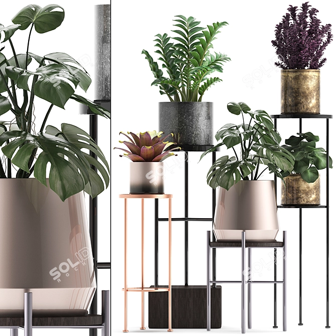 Exotic Plant Collection: Bromeliads, Monstera, Zamioculcas 3D model image 1