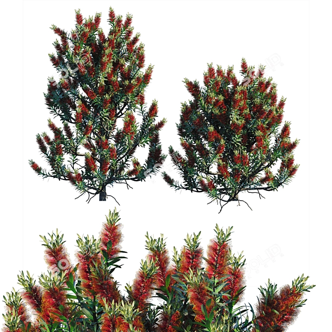 Bottlebrush Standard: Vibrant Bush 3D model image 1