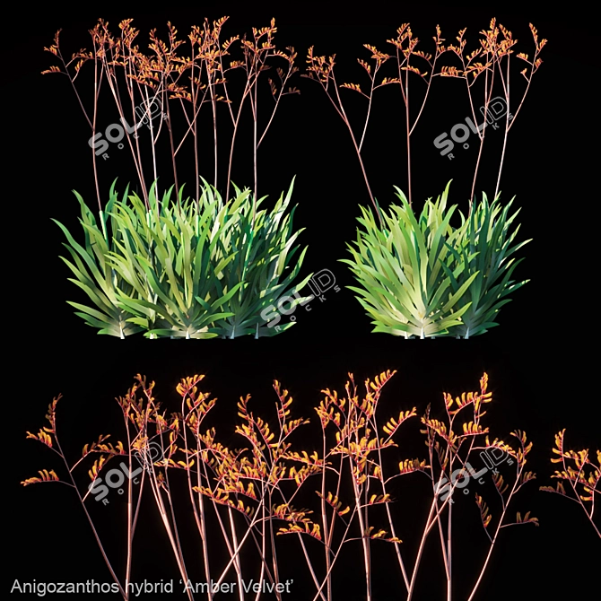 Amber Velvet Kangaroo Paw 3D model image 1