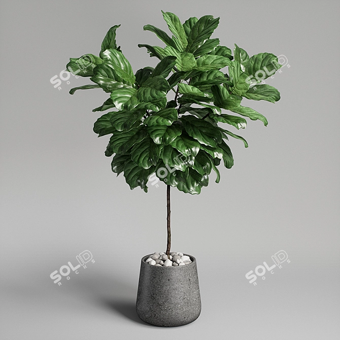 Ficus Lyrata Plant: 3D Model 3D model image 1